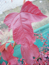 Viburnum opulus shrub for sale  SPALDING