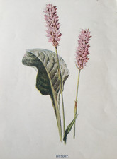 Bistort antique botanical for sale Bistort antique botanical for sale  TORRINGTON