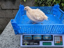 Japanese jumbo english for sale  ABERTILLERY