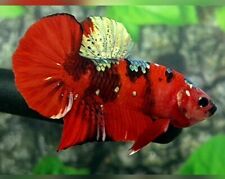 Live betta fish for sale  Philadelphia