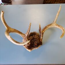 Whitetail 6pt small for sale  Saginaw