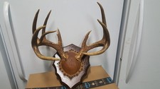 Wild 162 whitetail for sale  Florence
