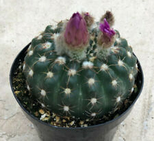 Notocactus uebelmannia viene usato  Spedire a Italy