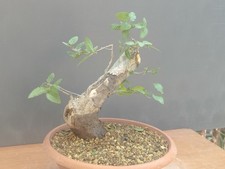 Pre bonsai carpino usato  Pagani