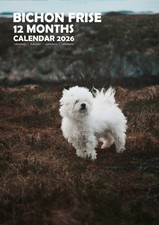 Bichon frise 2026 for sale  NORTHOLT