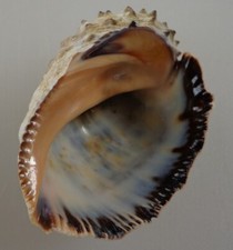 Purpura patula martinique d'occasion  Brioude