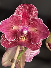 Rchidee phalaenopsis kimono gebraucht kaufen  Bremen
