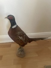 Taxidermy pheasant for sale  EPSOM