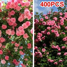 400 climbing rose for sale  DUNSTABLE