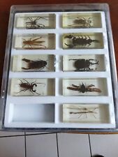 Coffret insectes inclusion d'occasion  Viriat