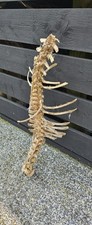 Fantastic sheep vertebrae for sale  PLYMOUTH