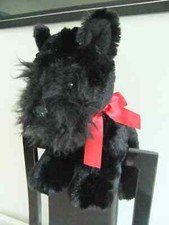 Scottish highland terrier for sale  LEICESTER
