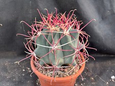 Ferocactus covillei cactus usato  Massafra