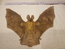 Nysteris javanica männchen gebraucht kaufen  Halle