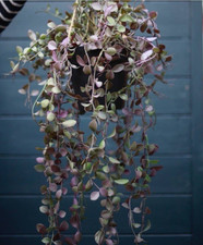 artificial potted plants for sale artificial potted plants for sale POOLE