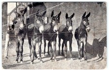 CARTÃO POSTAL PUBLICITÁRIO 1907-10 PESCADORES E CAMINHANTES CRIADORES CAVALOS PERCHERON*DOBRAS* comprar usado  Enviando para Brazil