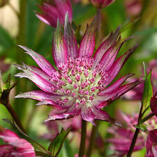 Astrantia star love for sale  UK