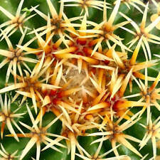 Echinocactus grusonii var. usato  Napoli