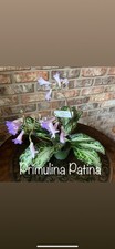Buyers choice prims for sale  Portage