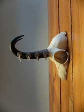 Schädel knochen horn gebraucht kaufen  Berlin