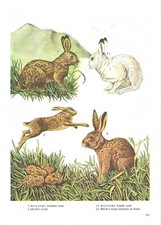 Vintage hare print for sale  DERBY