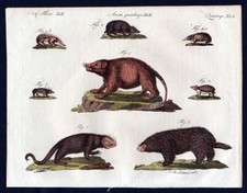 Igel stacheltier baumstachelsc gebraucht kaufen  Seubersdorf
