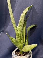 Sansevieria parva snake for sale  Laguna Hills