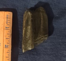 Florida fossil bison for sale  Lake City