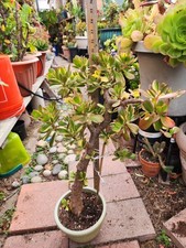 Bonsai jade variegated for sale  San Diego