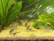 Green corydoras aeneus for sale  Long Island City