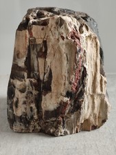 Versteinertes holz einseitig gebraucht kaufen  Öhringen