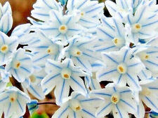 Puschkinia libanotica bulbs for sale  MELTON MOWBRAY