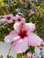 80001000 hibiskus rosa gebraucht kaufen 80001000 hibiskus rosa gebraucht kaufen  Reutlingen