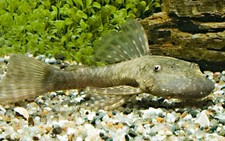 2.5 ancistrus bushynose d'occasion  Expédié en Belgium