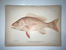 Antique lithographic print for sale  Lanexa