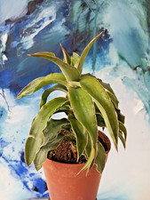 Sansevieria langobaya altpflan gebraucht kaufen  Ochtrup