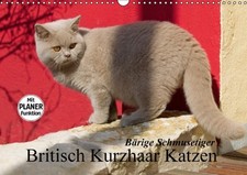 Bärige schmusetiger britisch gebraucht kaufen  Einbeck