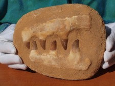 Large mosasaur dinosaur for sale  Tucson