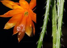 Disocactus aurantiacus orange for sale  Honolulu