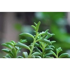 Senecio peregrinus white for sale  New York
