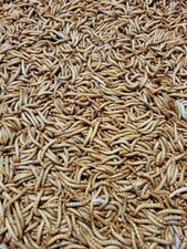 5000 medium mealworms for sale  Ashland