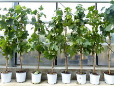 Vitis vinifera helle gebraucht kaufen  Goch