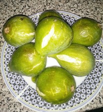 Fig tree cuttings for sale  CROYDON