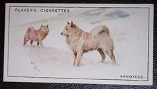 Samoyed vintage 1920 for sale  DERBY