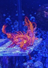 Dragon breath macroalgae for sale  LONDON