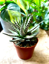 Lovely haworthia fasciata for sale  NORWICH