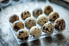 Jumbo coturnix quail for sale  BRADFORD
