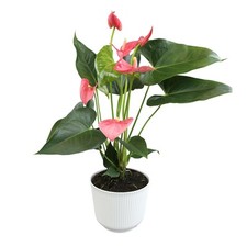 Pink anthurium live for sale  Chicago