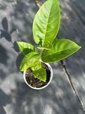 Jack fruit plants for sale  Brandon