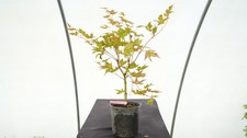 Acer palmatum ruby for sale  Hendersonville